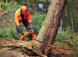 Trusted Garden View, PA Tree Care  Experts